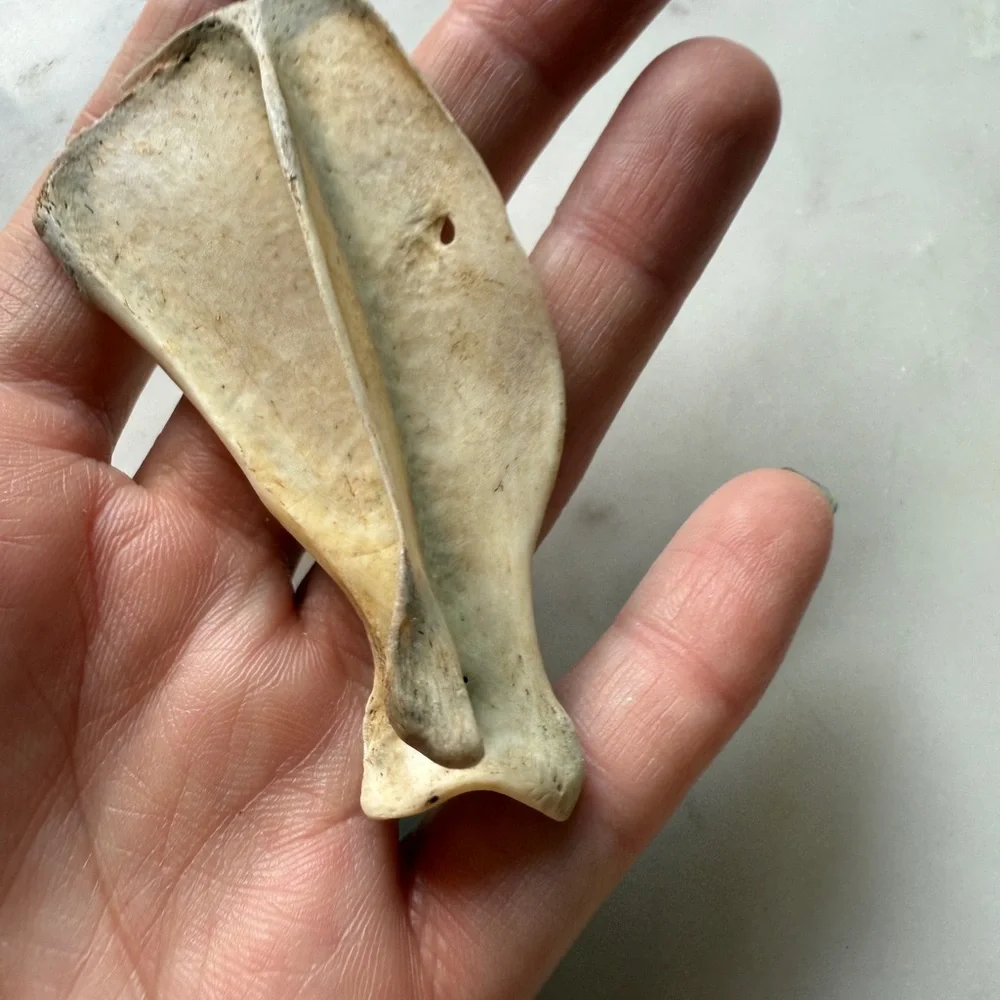 Natural Reptile Bone Chew Toy